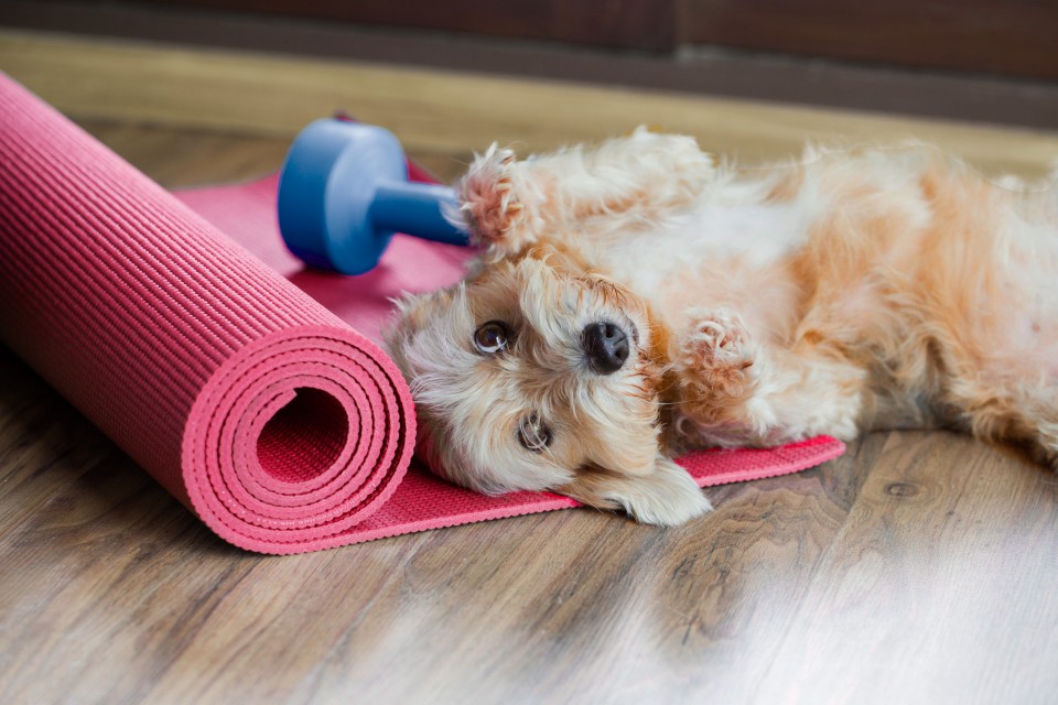 We’re bending over backwards for International Yoga Day