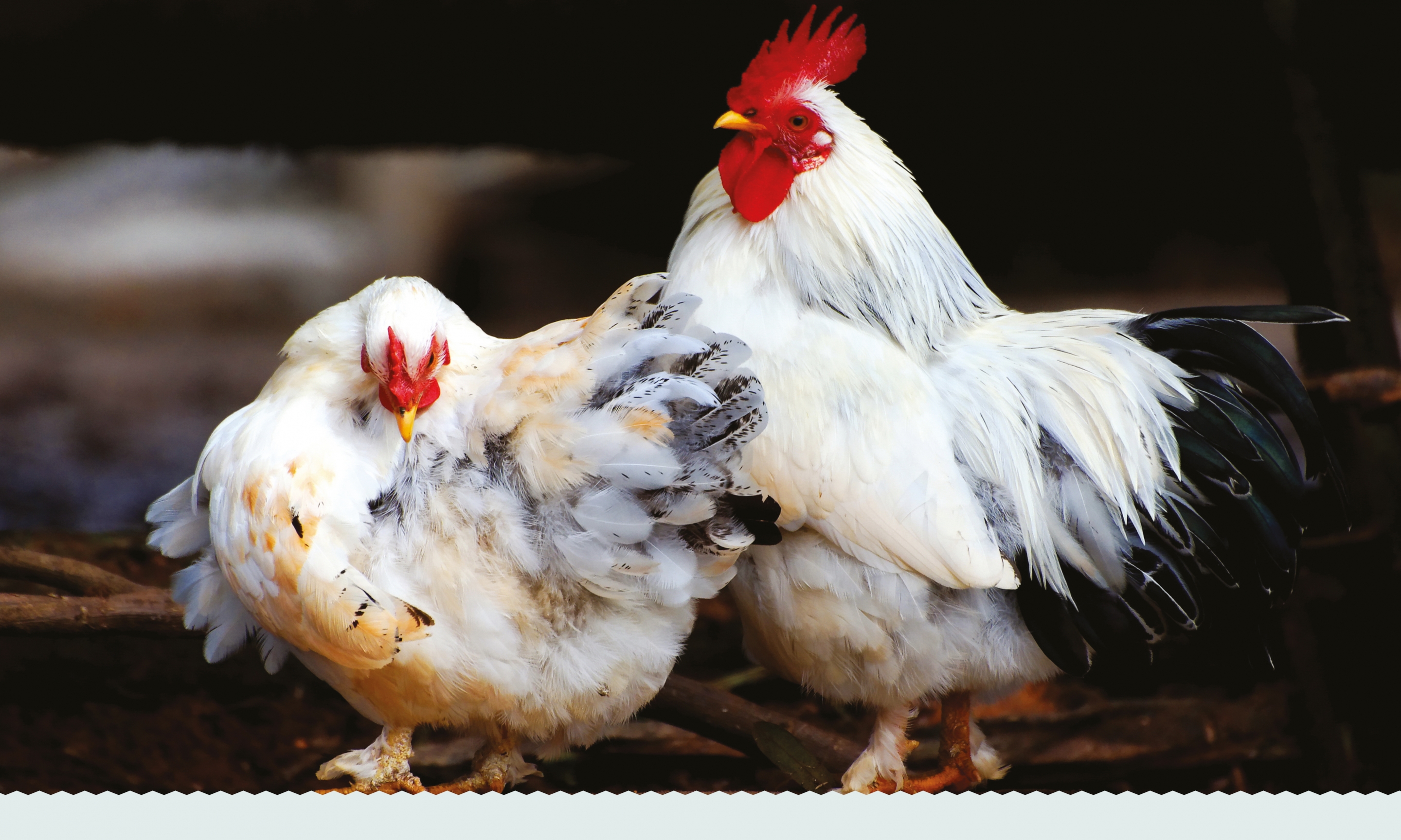 Wells Farm Fine Foods Poultry Image